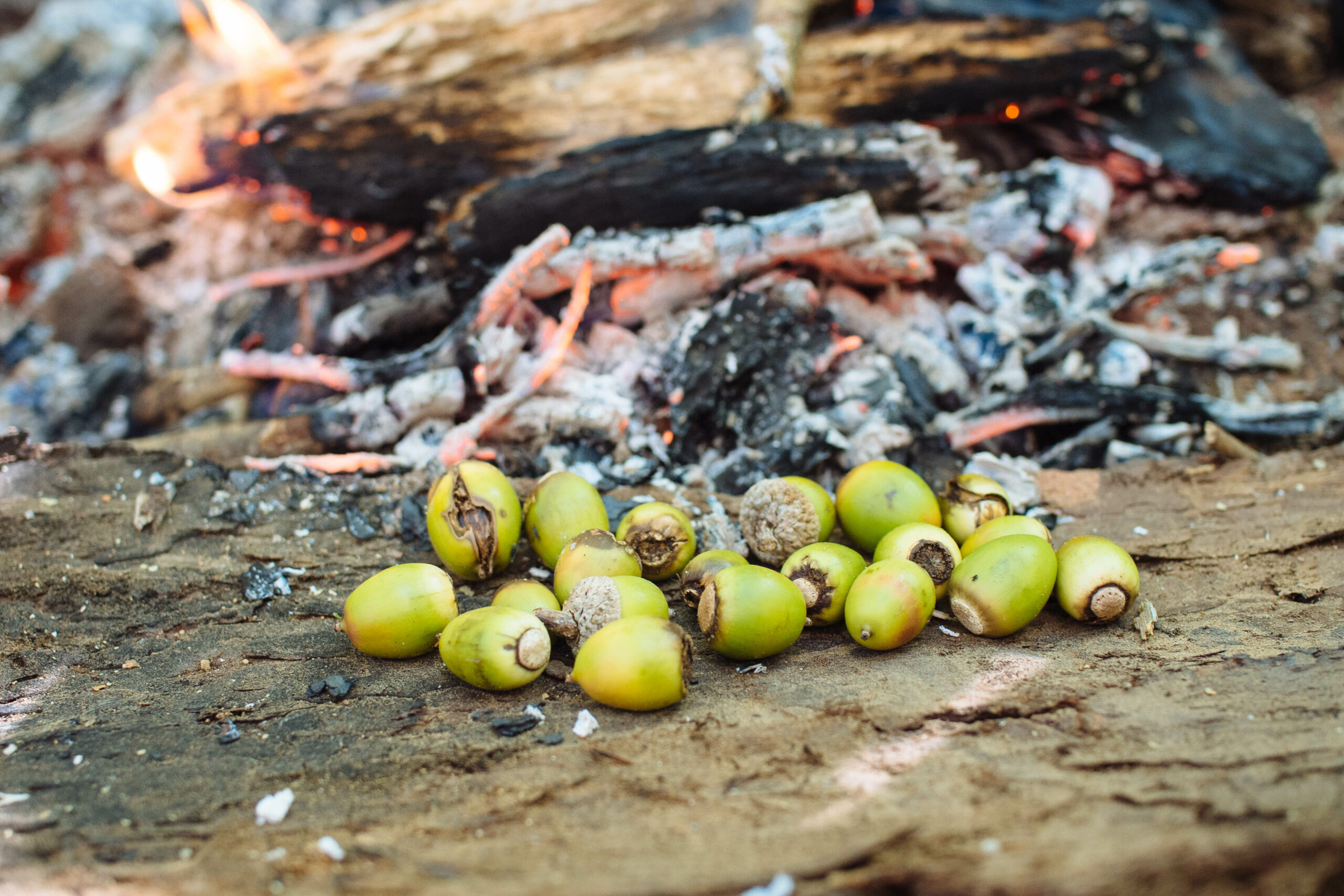 Acorns-by-the-fire-scaled.jpg
